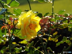 新宿御苑・秋薔薇6