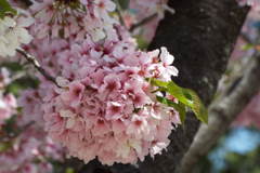 DSCF0063