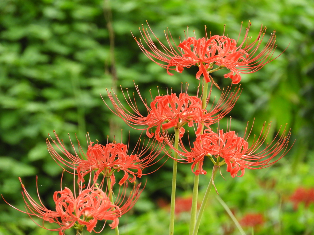 曼珠沙華3