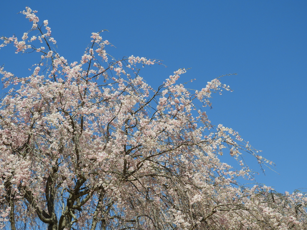 枝垂れ桜2