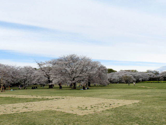 昭和記念公園・桜8