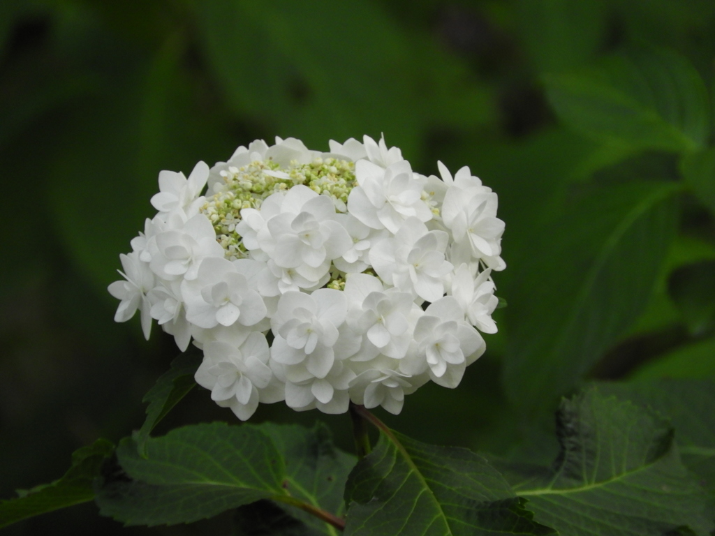 豊島園・額紫陽花14