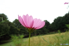 秋桜2