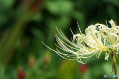 岸辺に咲く曼珠沙華15