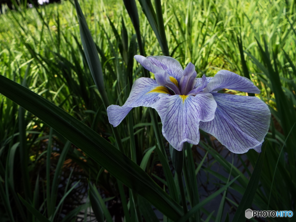 花菖蒲14