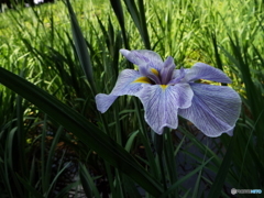 花菖蒲14