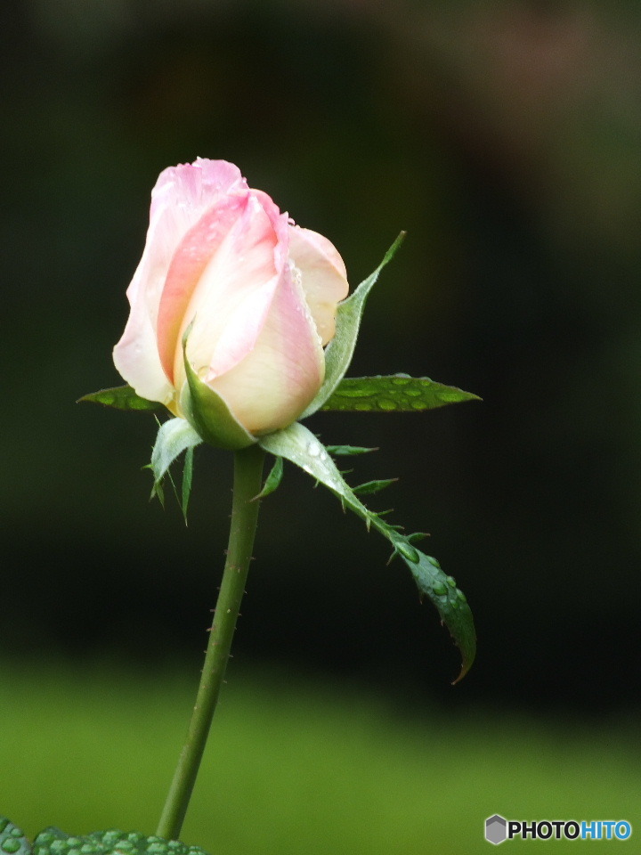 雫を纏った薔薇1