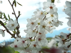 桜7