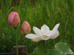 昭和記念公園・蓮3