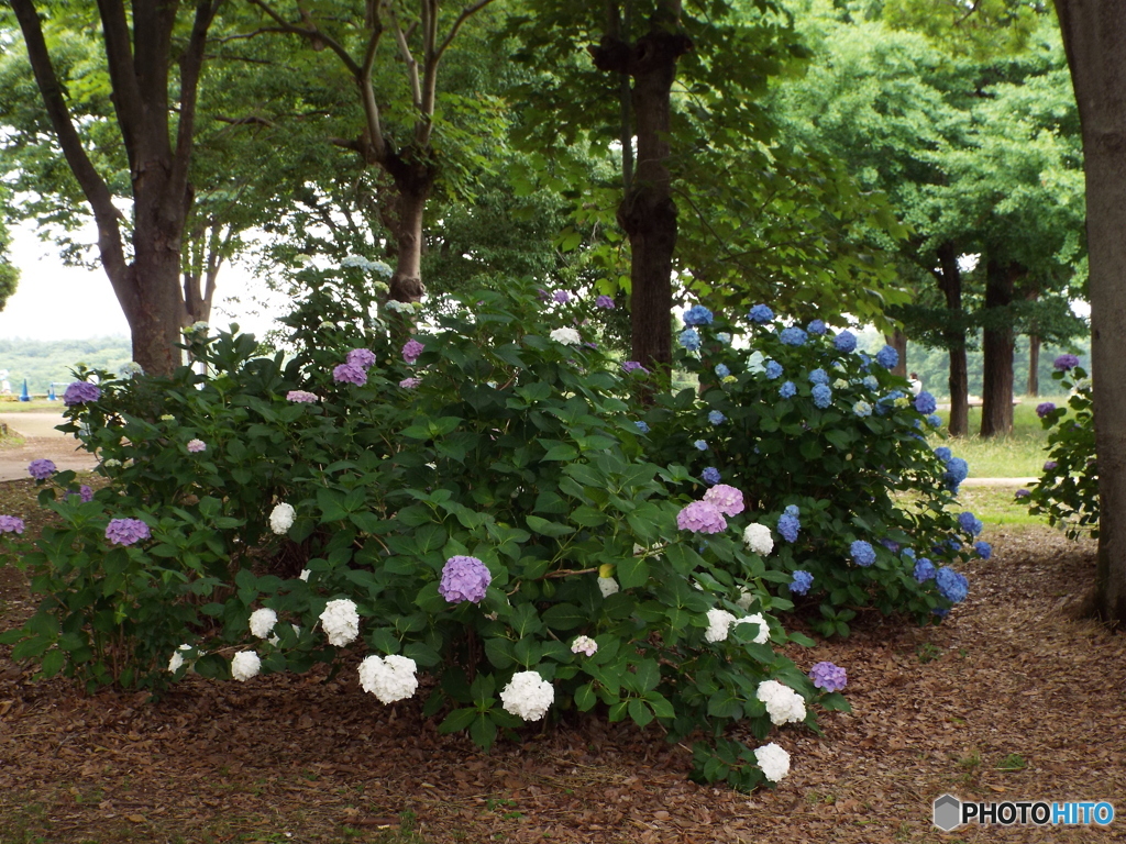 深緑の昭和記念公園15