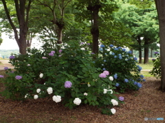 深緑の昭和記念公園15
