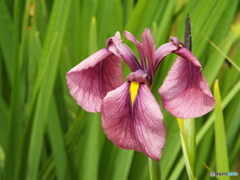 北山公園・花菖蒲14