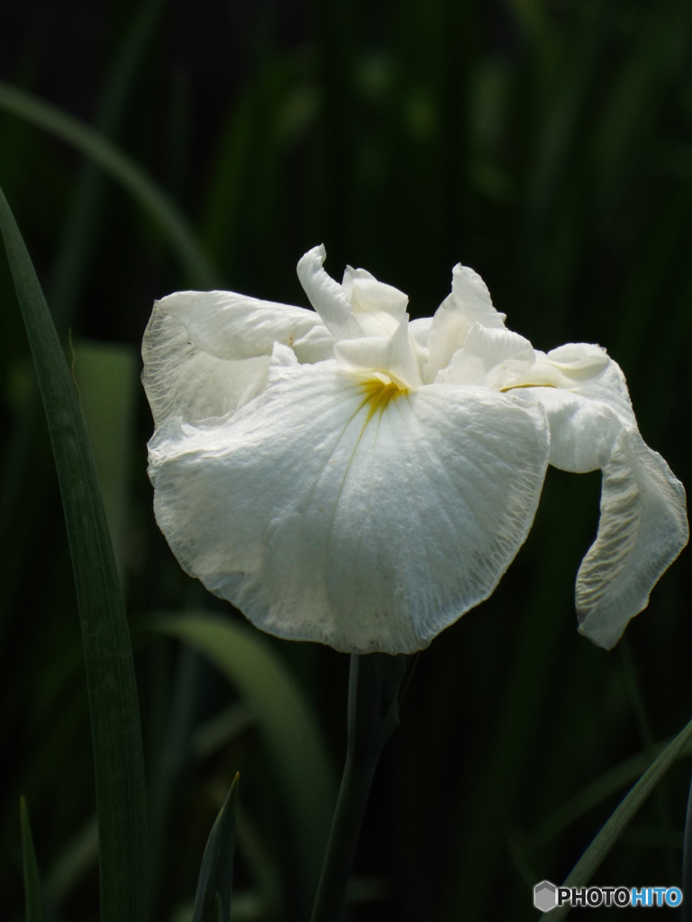 花菖蒲17