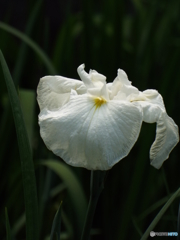 花菖蒲17
