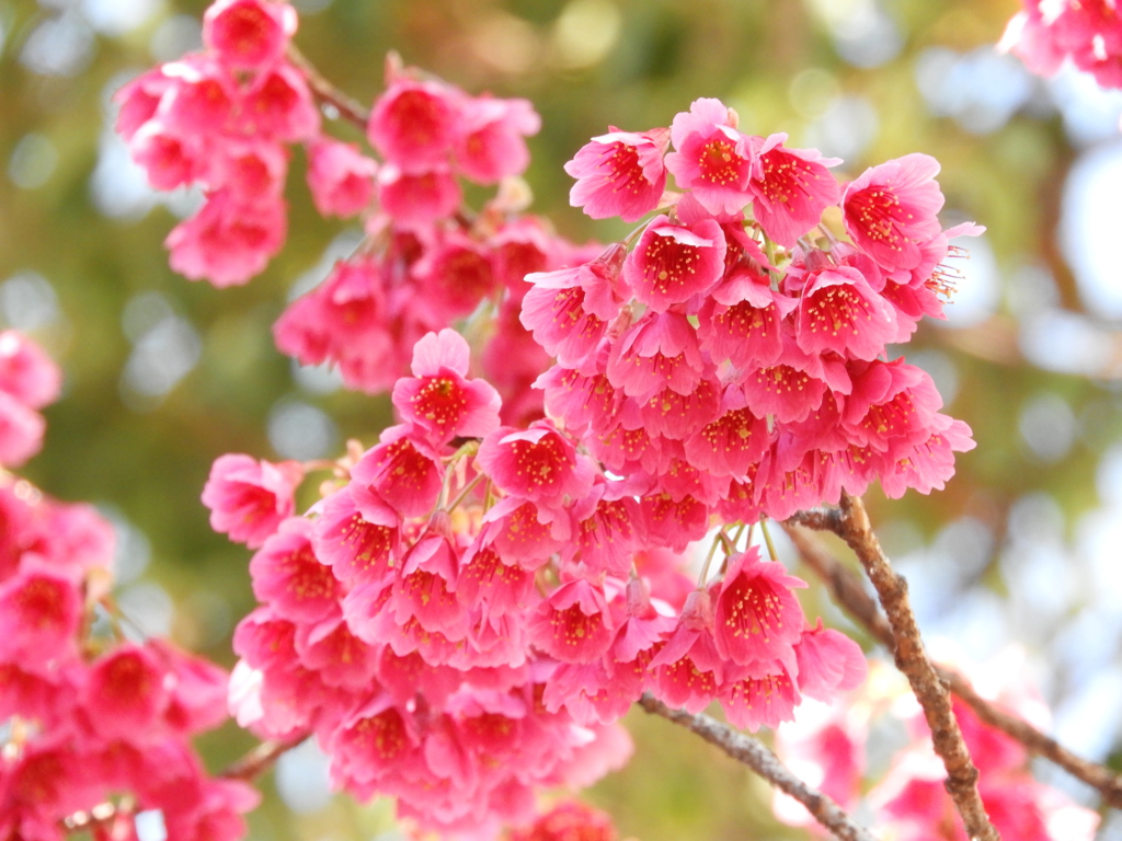 寒緋桜 （かんひざくら）2