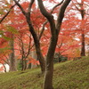 殿ヶ谷戸庭園7