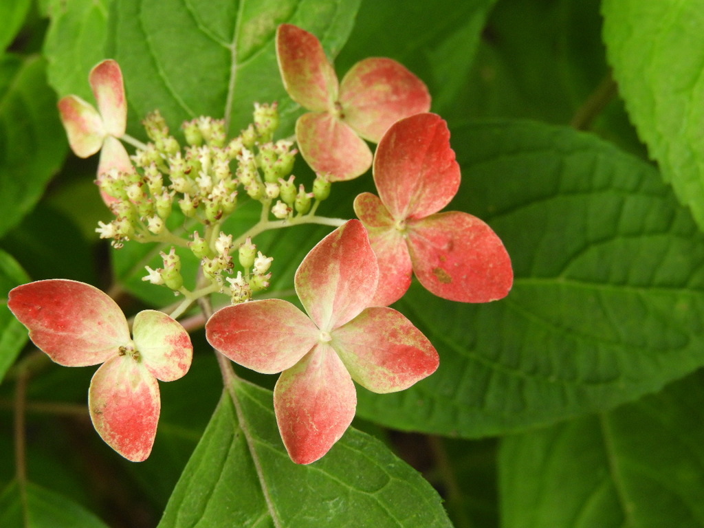 豊島園・紫陽花19