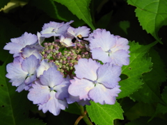 豊島園・額紫陽花17