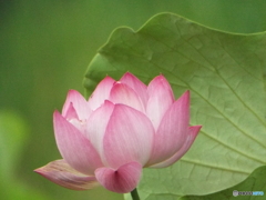 昭和記念公園・蓮12