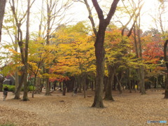 井の頭恩賜公園9
