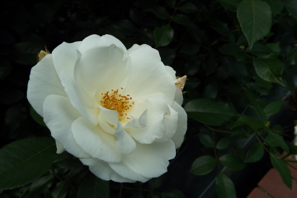 智光山公園・薔薇8