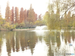 井の頭恩賜公園4