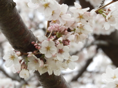 さくら15
