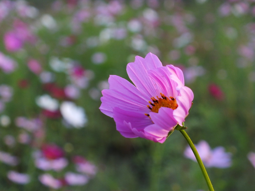 秋桜2