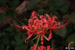 彼岸花8