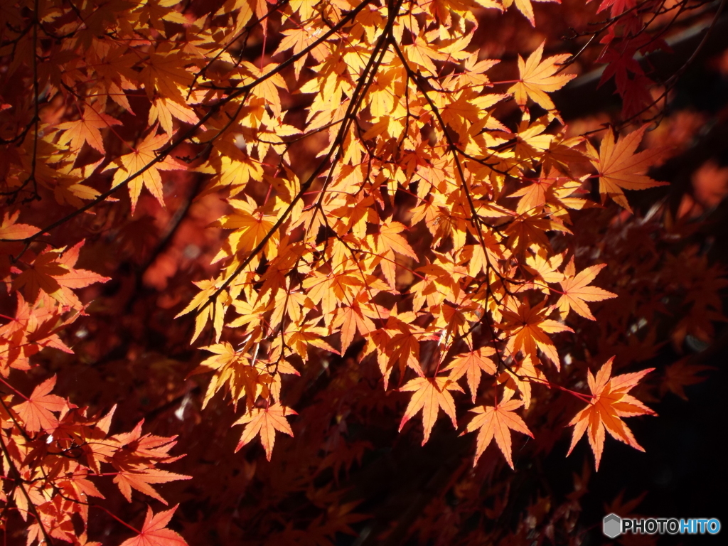 紅葉12