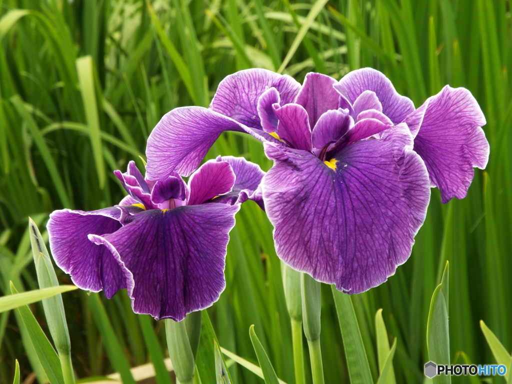 北山公園・花菖蒲7