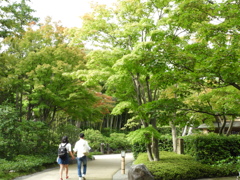 初秋の日本庭園4