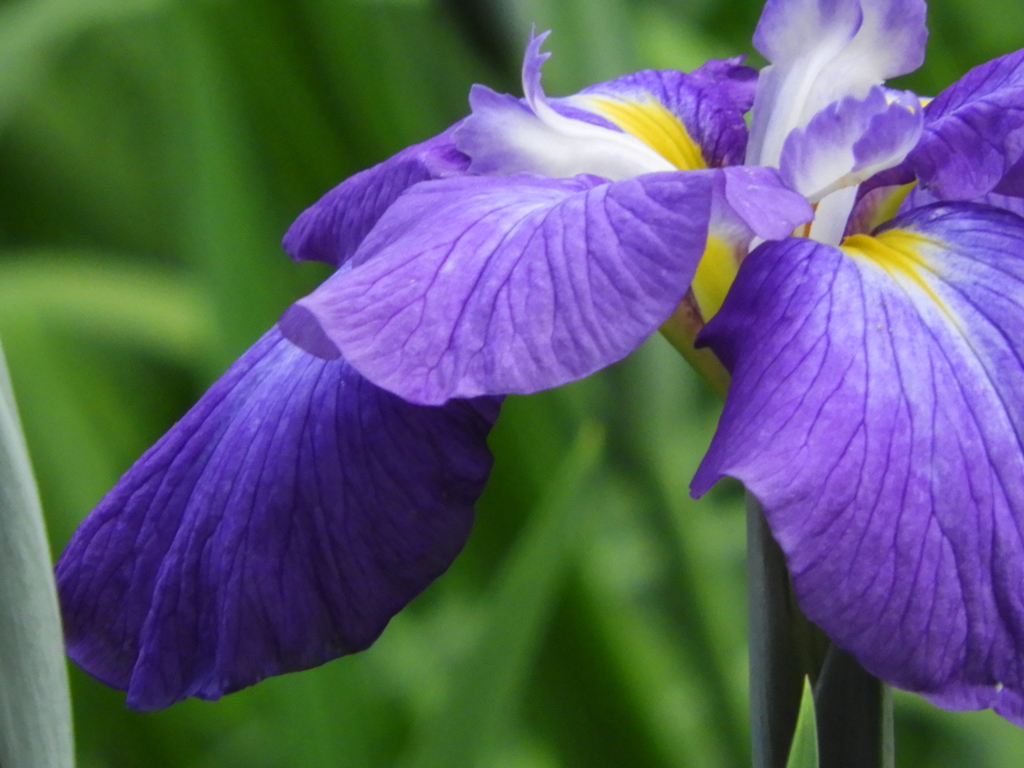 智光山公園・花菖蒲16