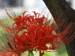 彼岸花6