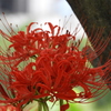 彼岸花6