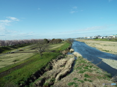 お花見17