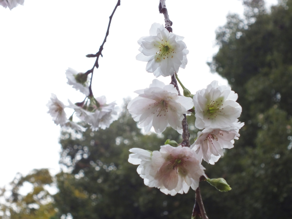 子福桜