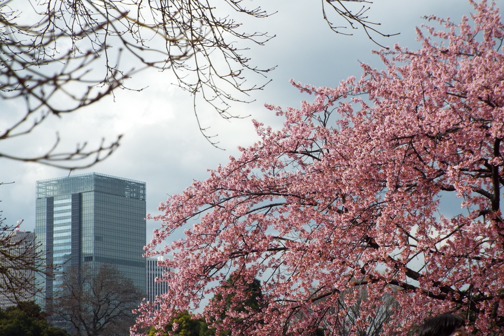 修善寺寒桜11