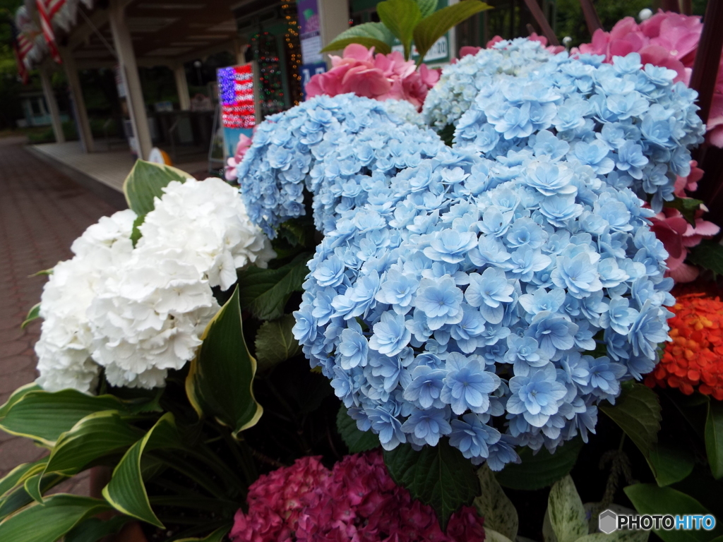 豊島園・紫陽花18