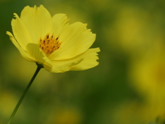 昭和記念公園・秋桜 19