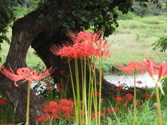 曼珠沙華15