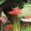 曼珠沙華15