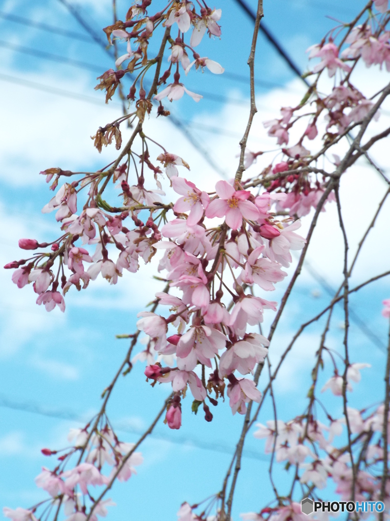 枝垂桜4