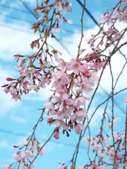枝垂桜4