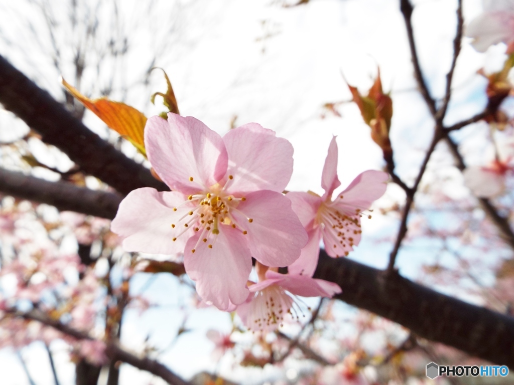 河津桜19