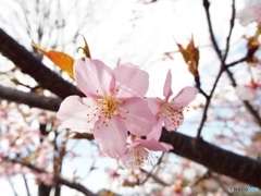 河津桜19