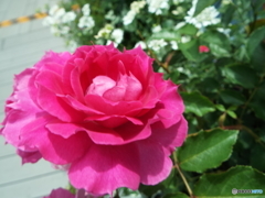 薔薇18