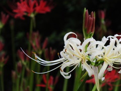白の彼岸花3