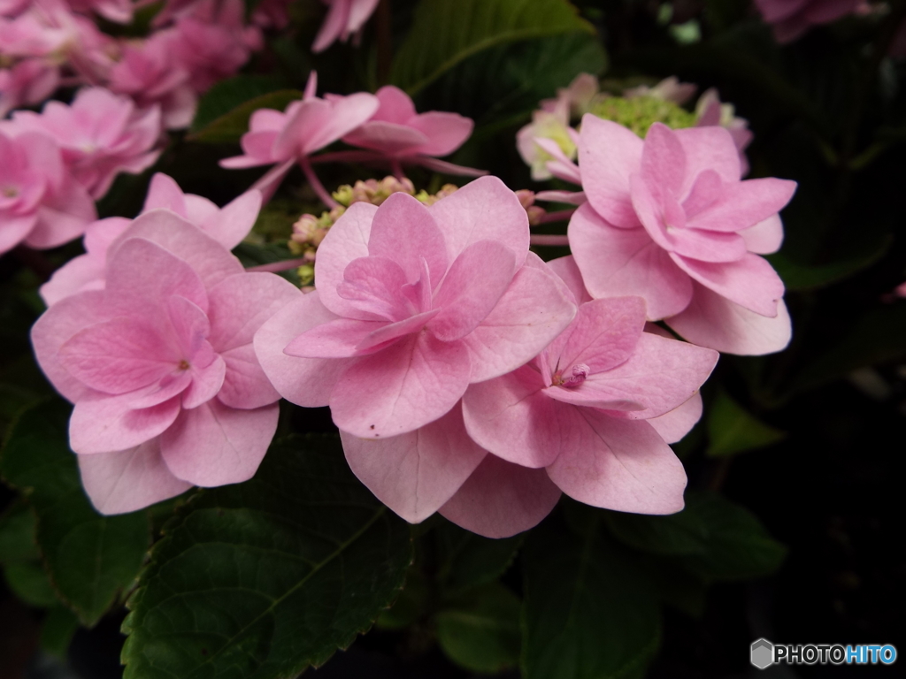 豊島園・紫陽花15