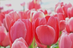 DSCF0456